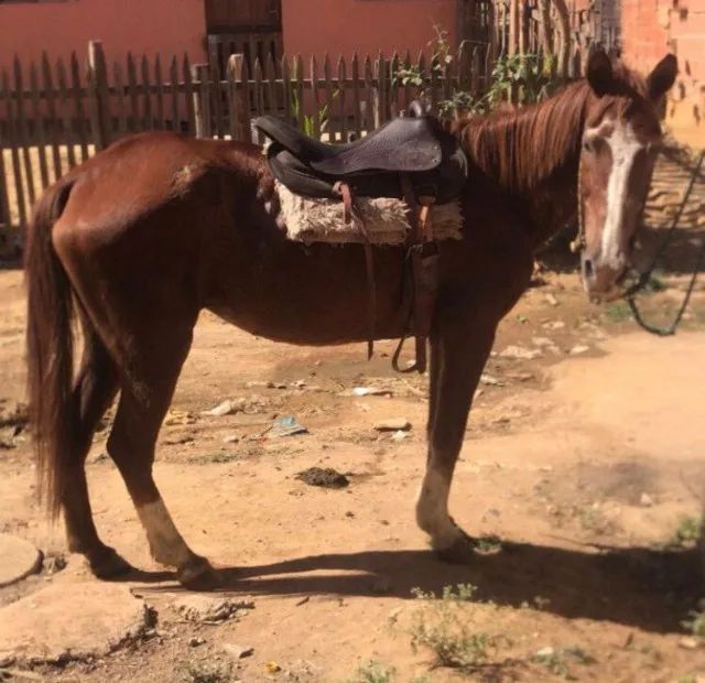 Egua mansinha boa de cela