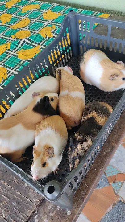 Porquinhos da Índia ( LEIA O ANÚNCIO)