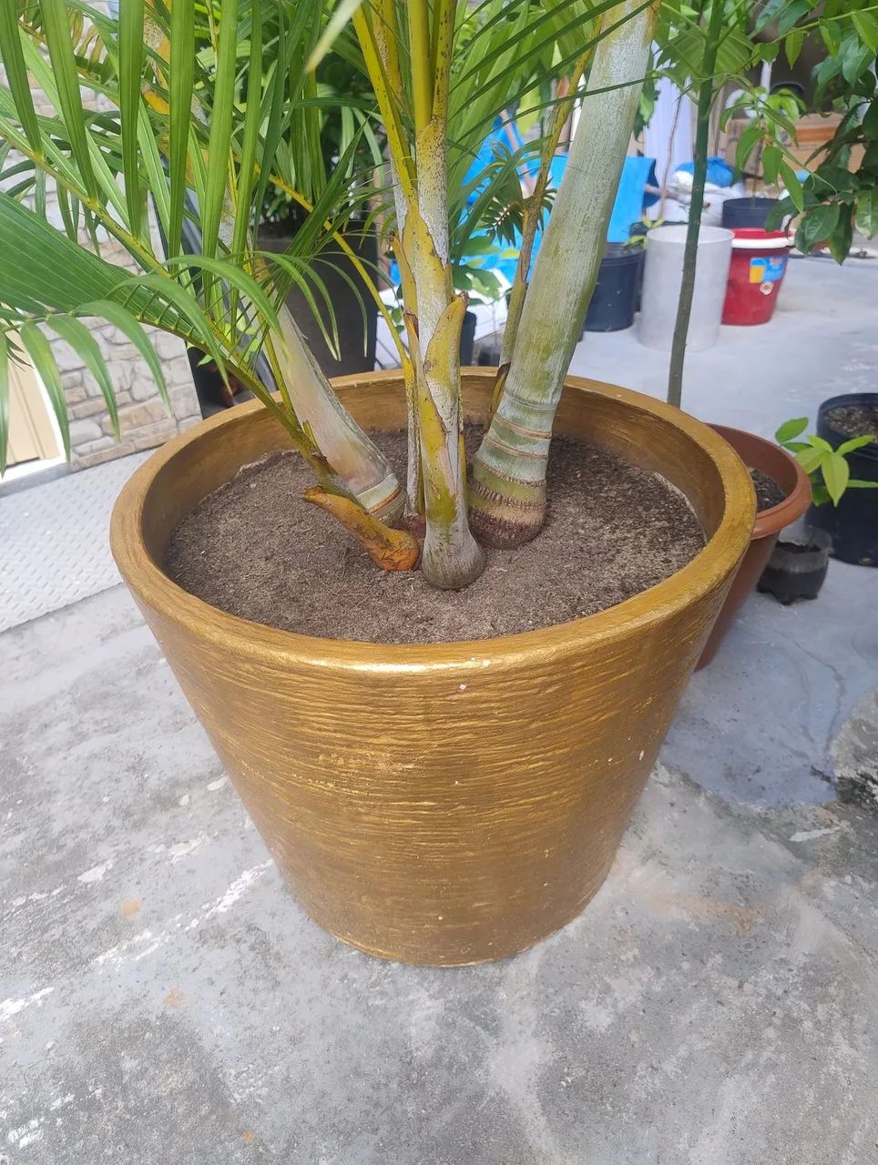 Palmeira Areca  2 metros - Foto 4