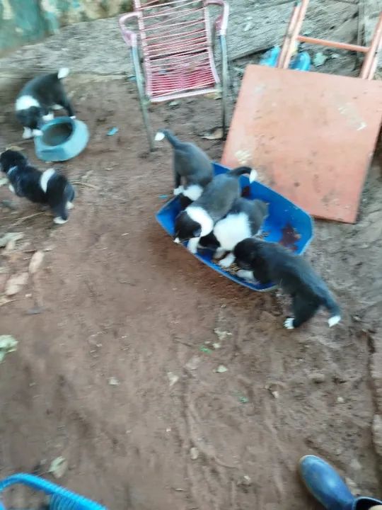 Vende se filhote de border collie  - Foto 4