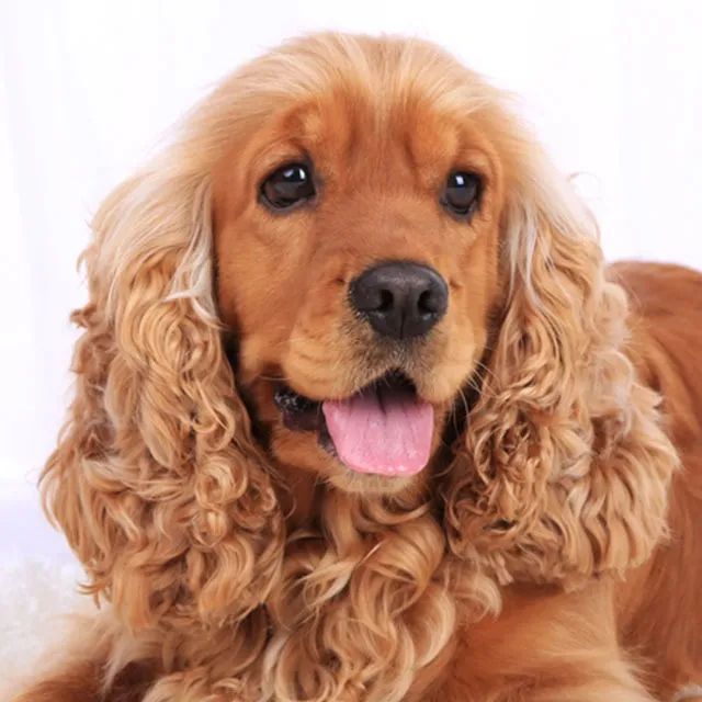  Cocker Spaniel Pelagem Macia