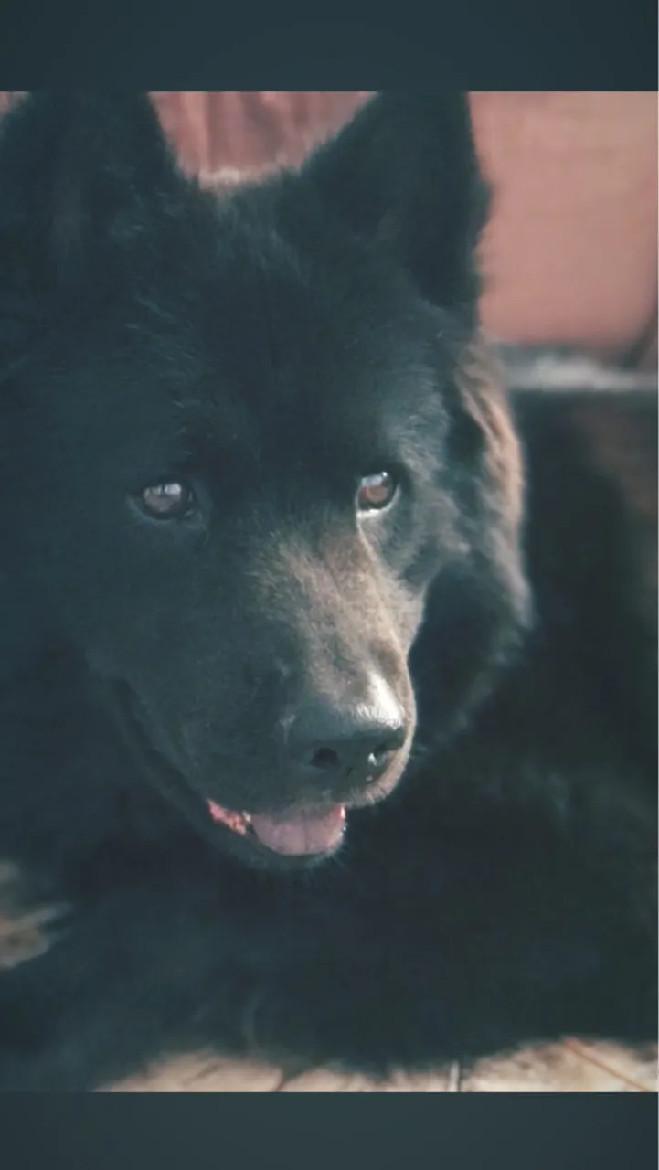 Procura se namorada para cachorro chow chow