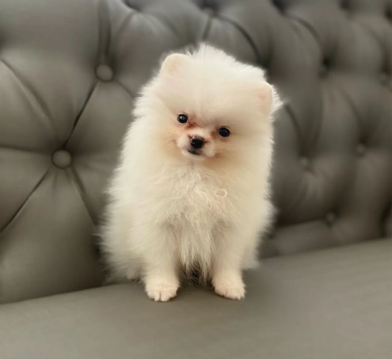 Filhote de Lulu da pomerânia anã LEGÍTIMA  - Foto 6