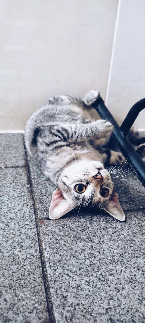 Gatinha castrada para doação responsável 