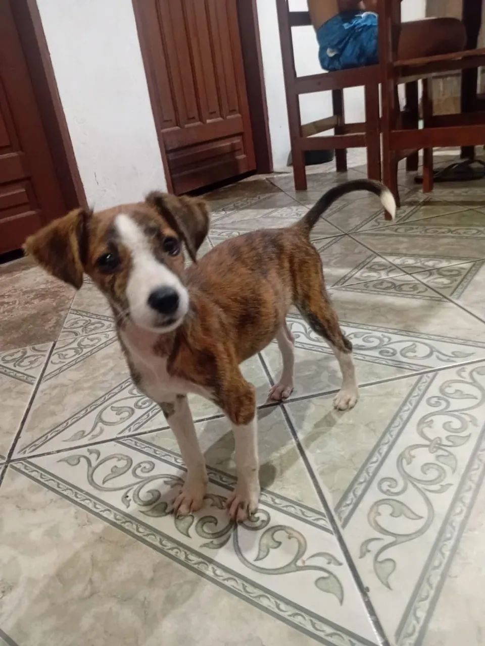 Bebê fêmea vira-lata  - Foto 2