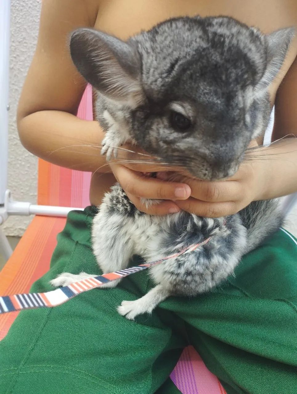 Chinchila Fofa para venda - Foto 2