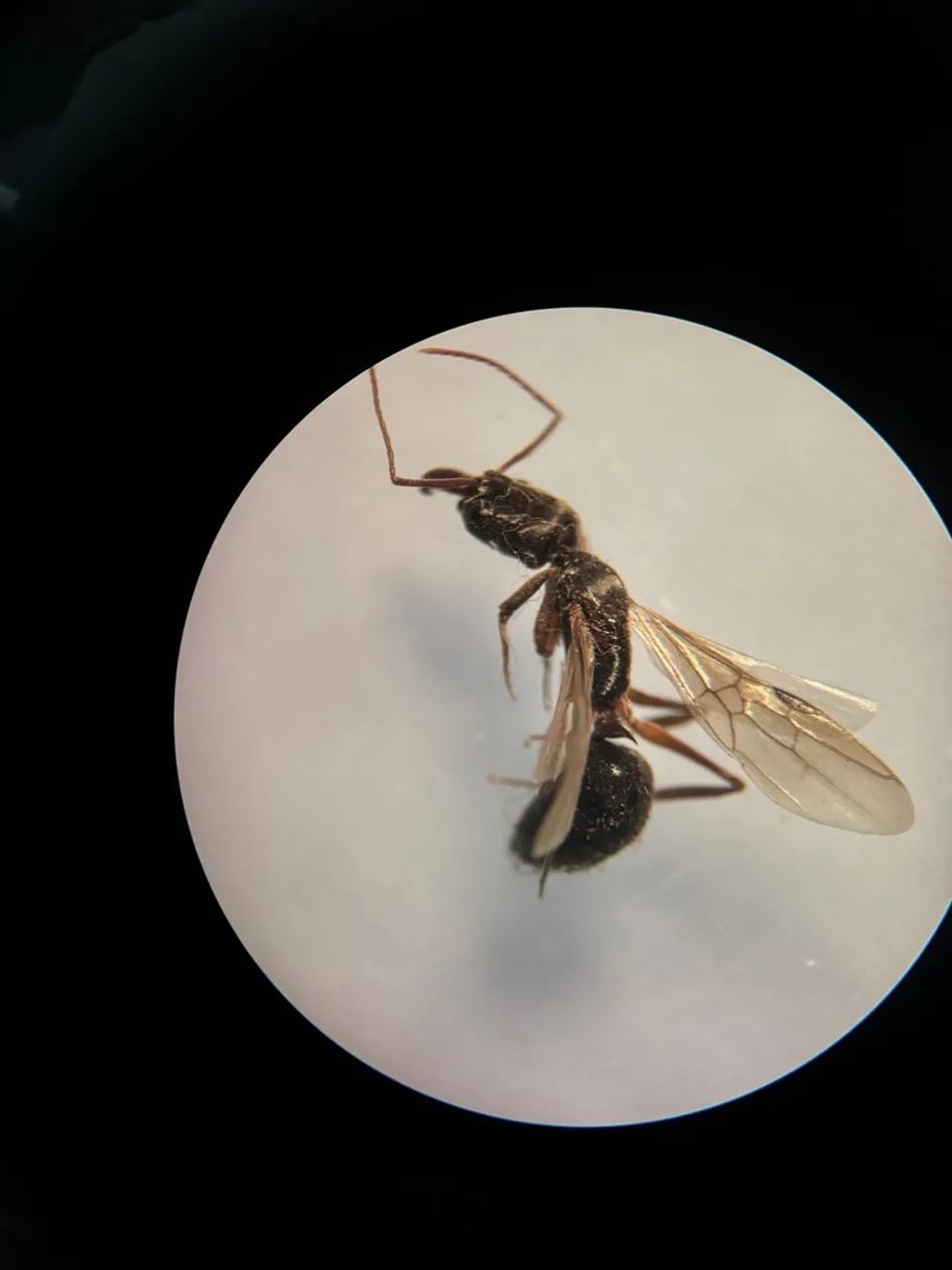 Microscópio estereoscópio Lupa Leica - Foto 4