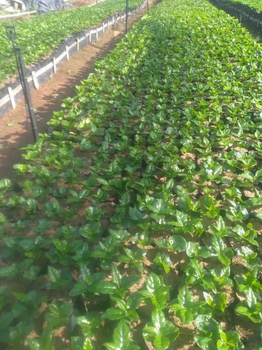 Mudas de café arábica  - Foto 5