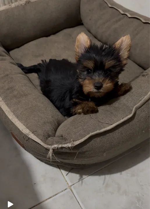 Yorkshire Terrier filhote micro $1.200,00