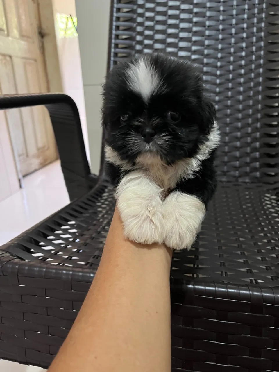 Filhote Shih Tzu Macho - Pelúcia de 4 Patas!