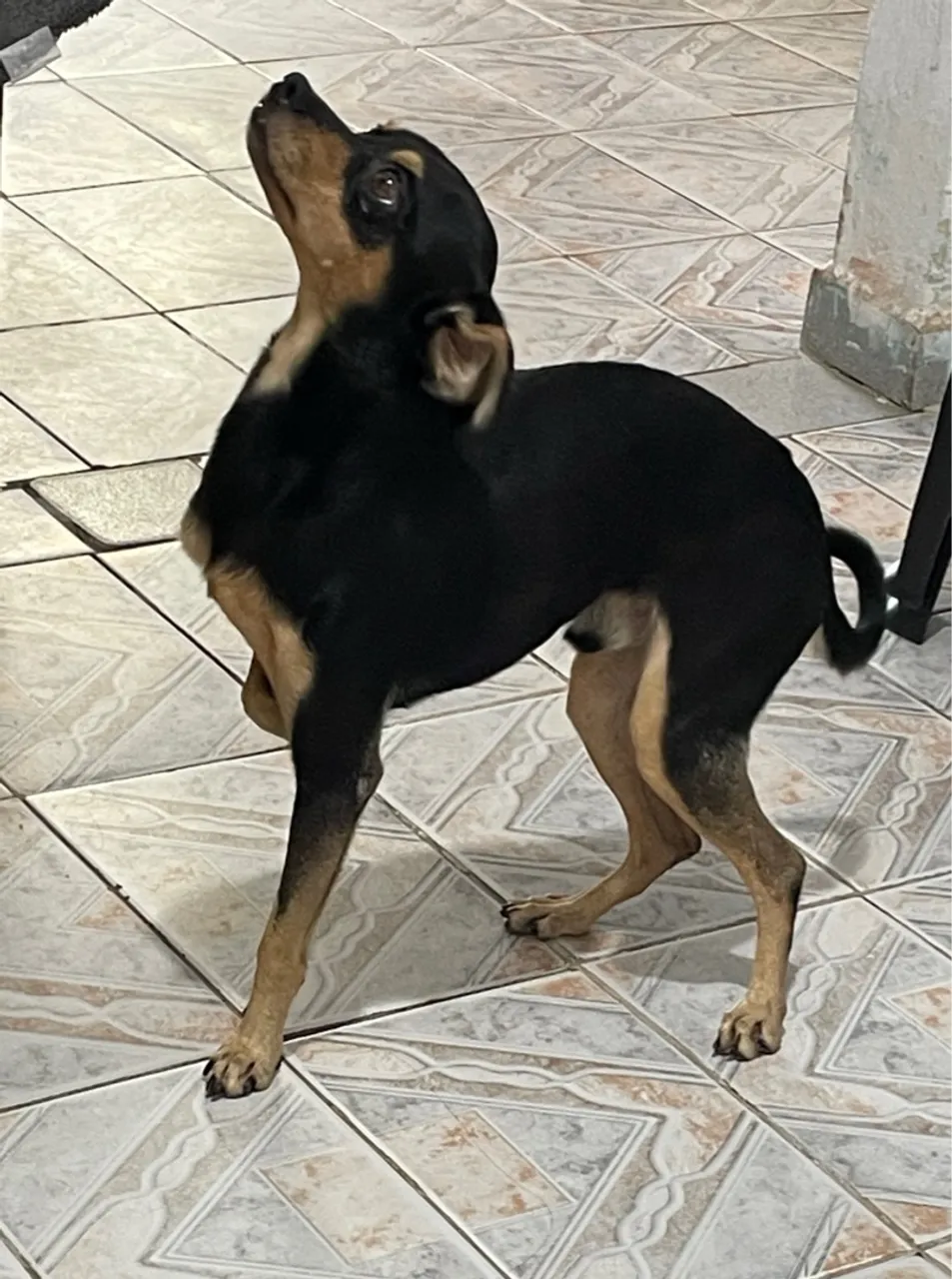 Cachorro muito bonito