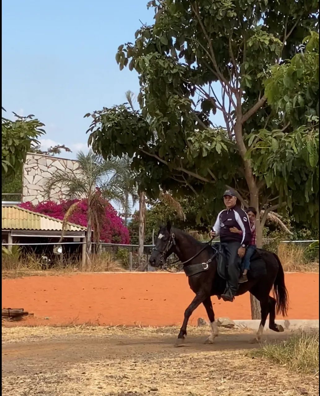 Cavalo Mangalarga Marchador Preto - Fator do Kelner - Dócil e Registrado. - Foto 2