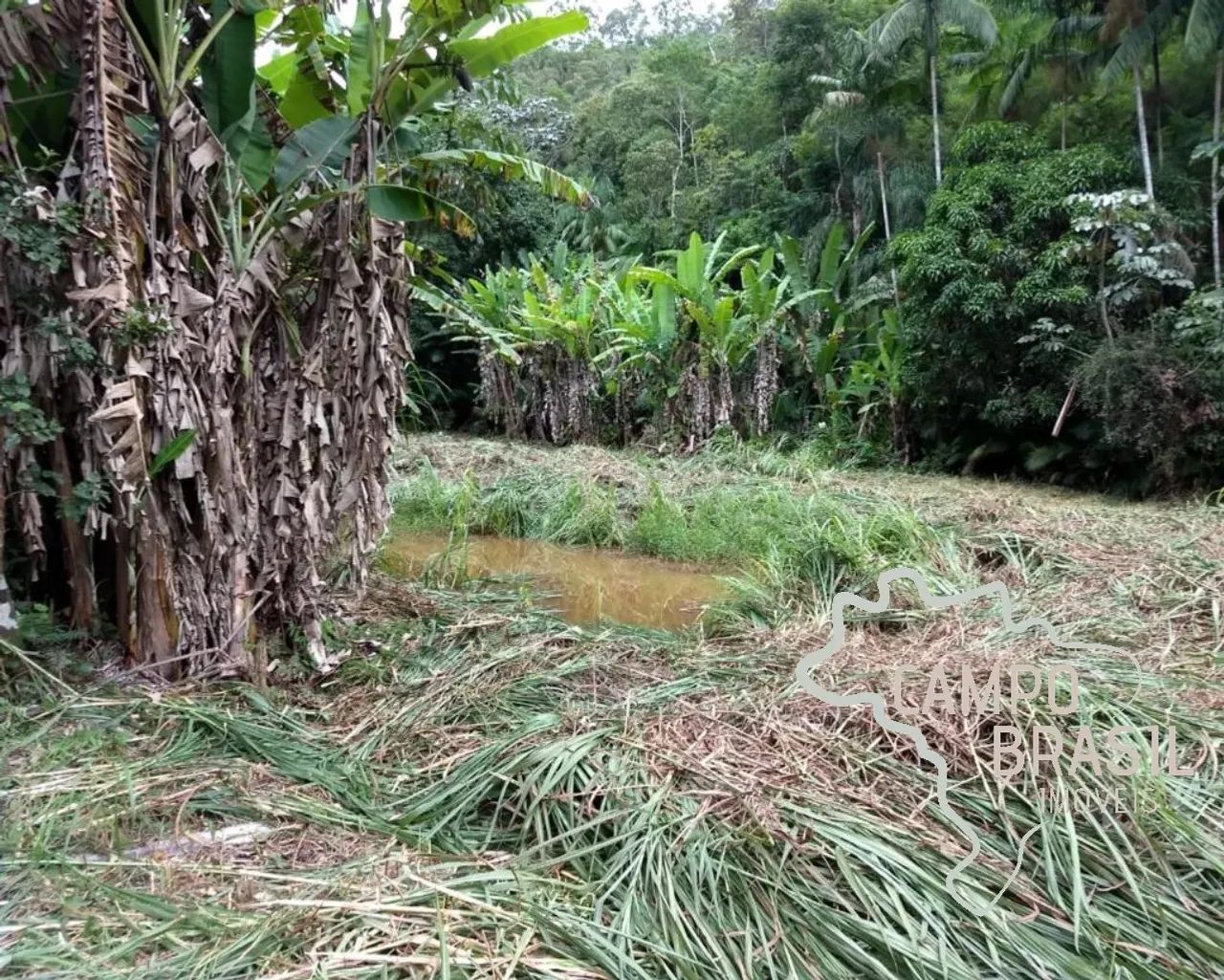 Sítio na beira do asfalto, com cachoeiras e 3aq de Eucalipto. - Foto 4