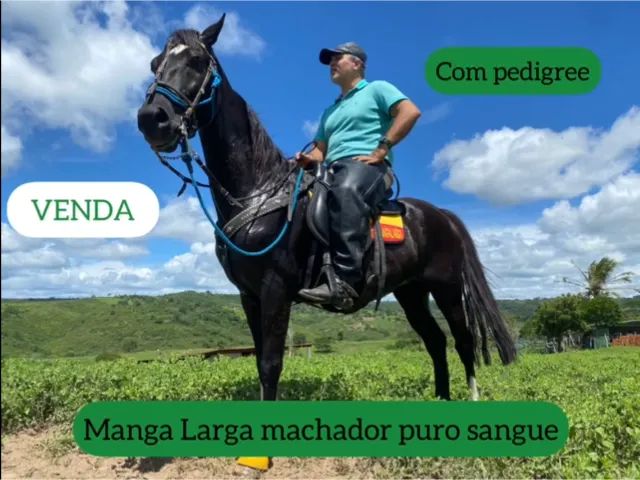 Cavalo Mangalarga Marchador Preto - Fator do Kelner - Dócil e Registrado.