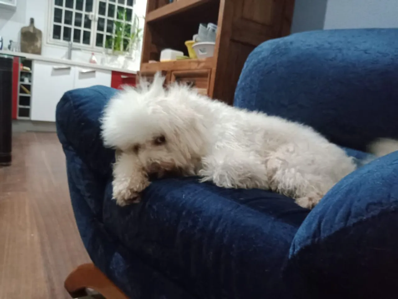 Lindo cachorro