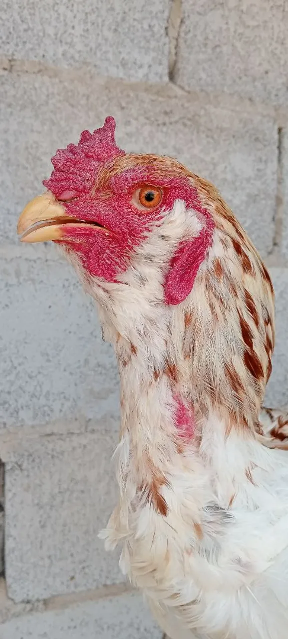 Ovos férteis de Orloff Russo