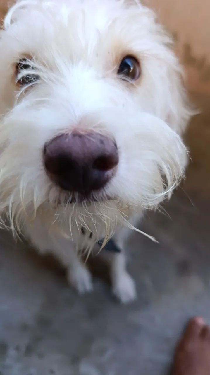 Poodle com vira lata