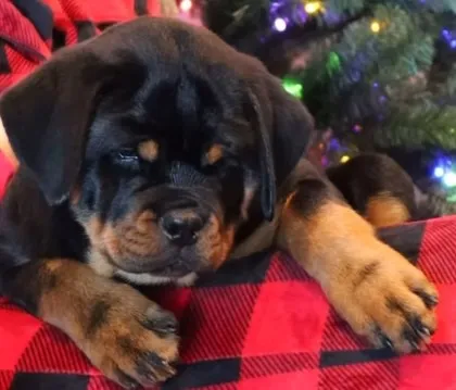 EXEMPLARES DA RAÇA, WHATSAPP NA DESCRIÇÃO DO ANÚNCIO ROTTWEILER