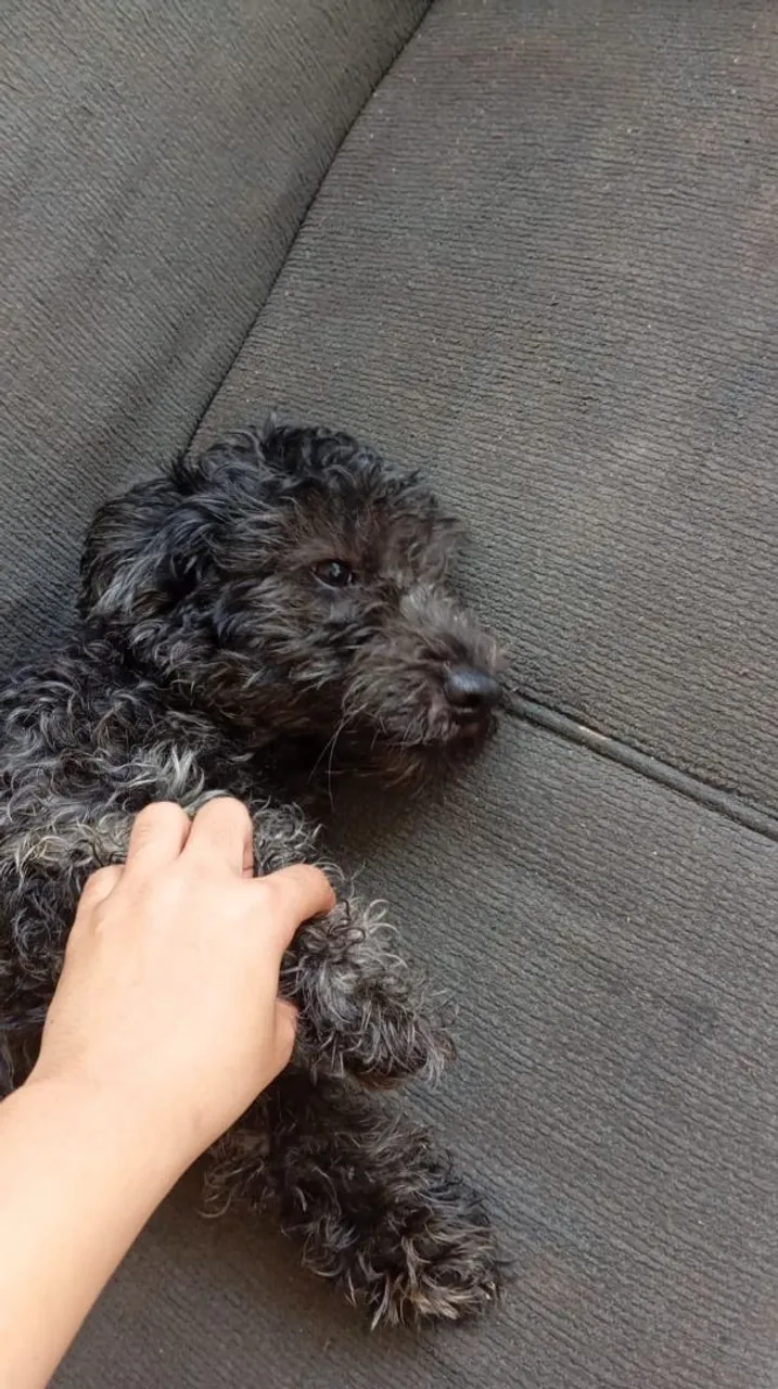 Poodle 