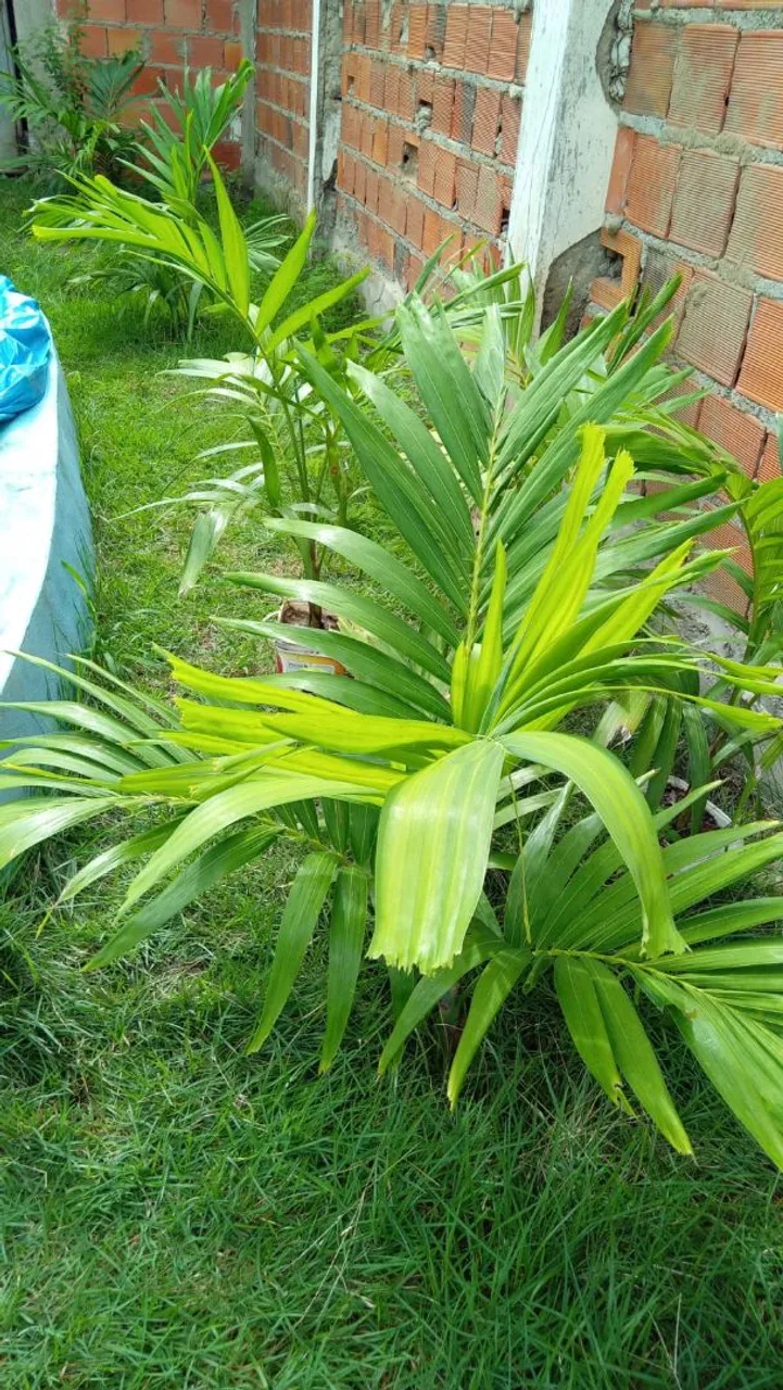 Linda muda de palmeira