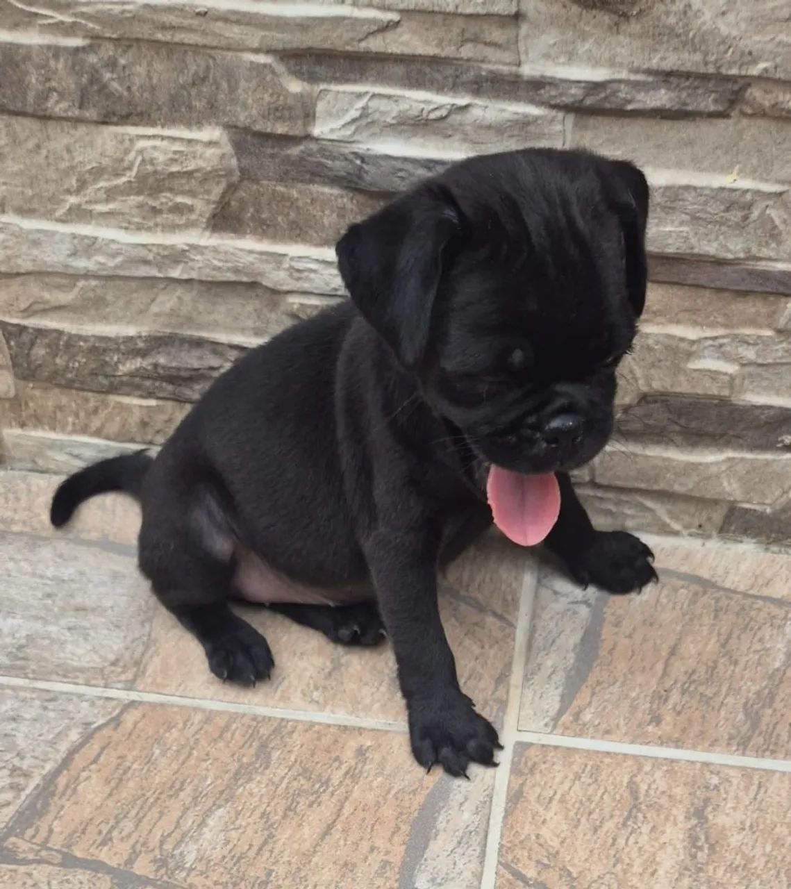 Filhotes de Pug: Fofura em Dose Dupla! - Foto 4