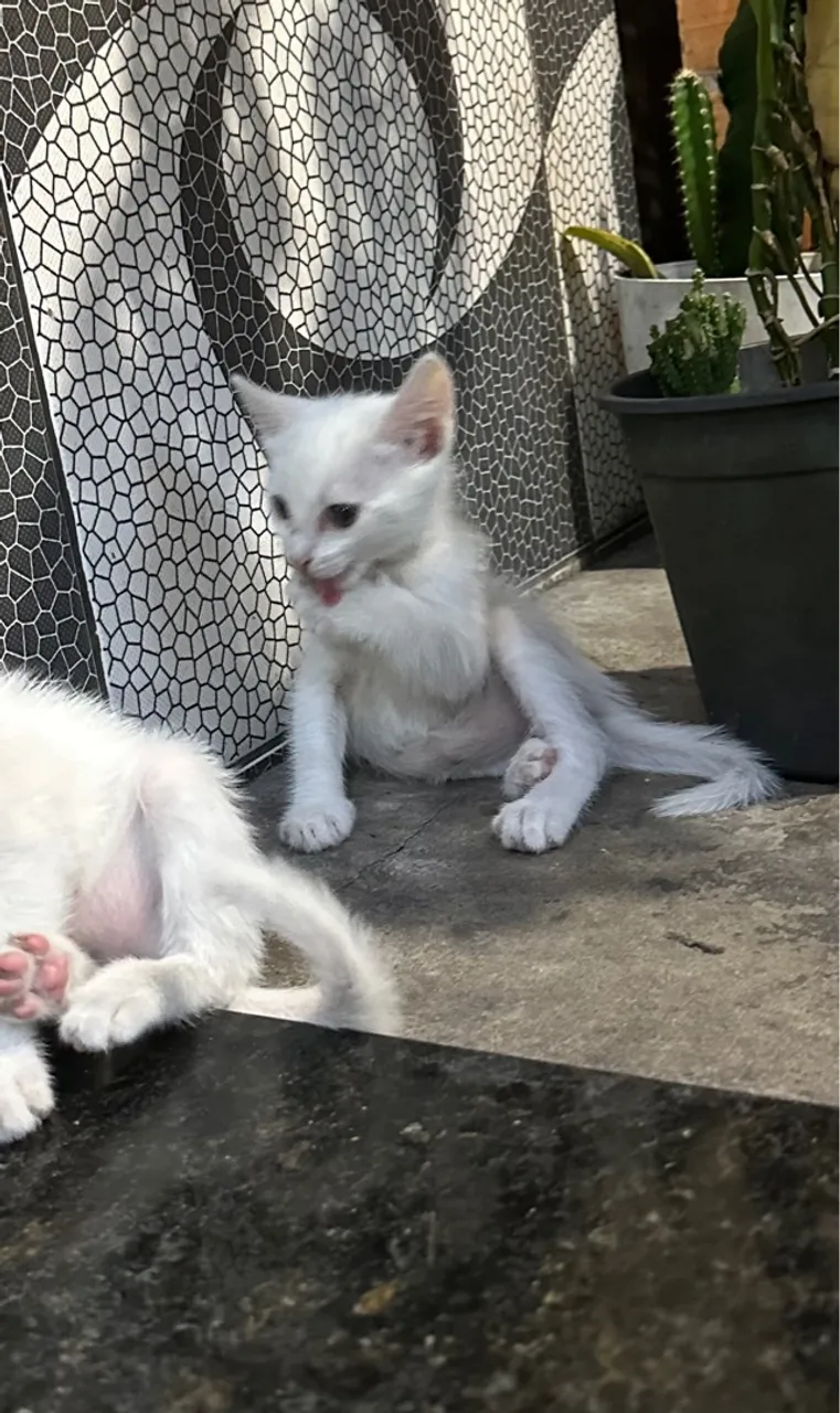 Gatinho macho branco fofo para adoção