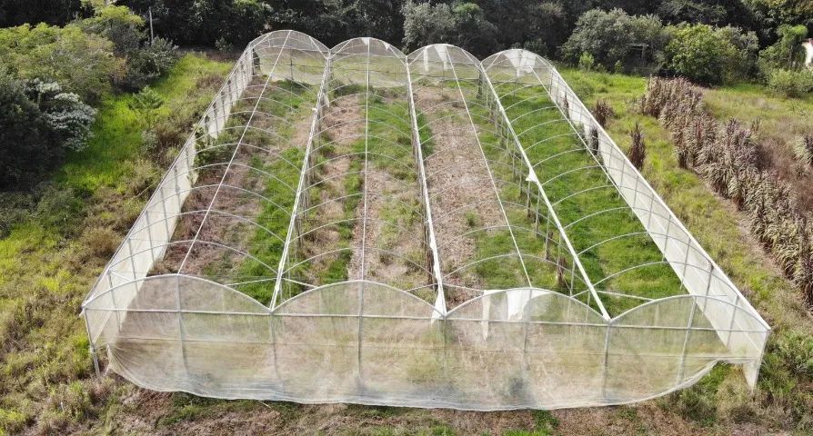 Estufa agrícola zannaleve galvanizada 1.260 m2  - Foto 2