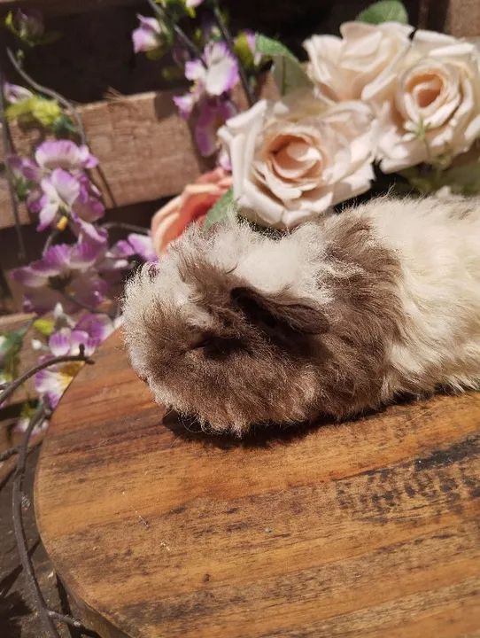 Lindos porquinhos da índia merino - Foto 4