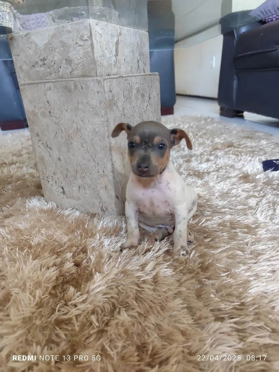 Filhote Fox Paulistinha ( terrier Brasileiro) fêmea