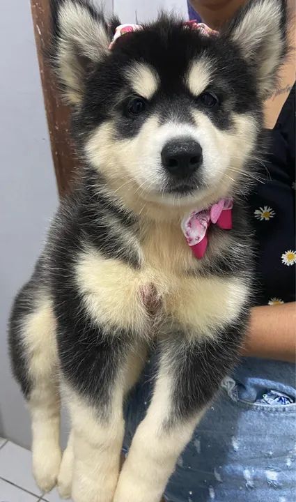 Husky siberiano fêmea 