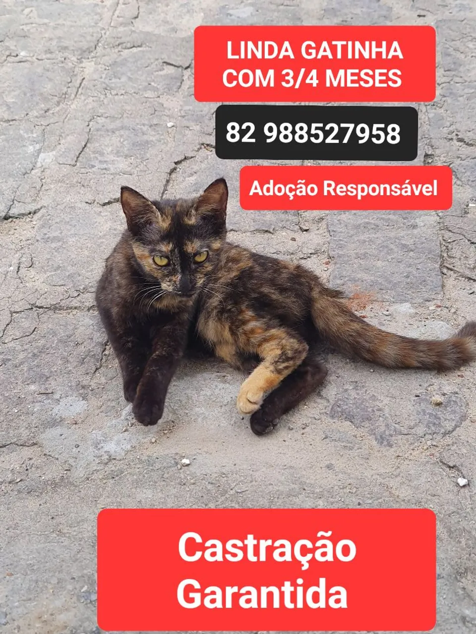 LINDA GATINHA ADOÇÃO RESPONSÁVEL