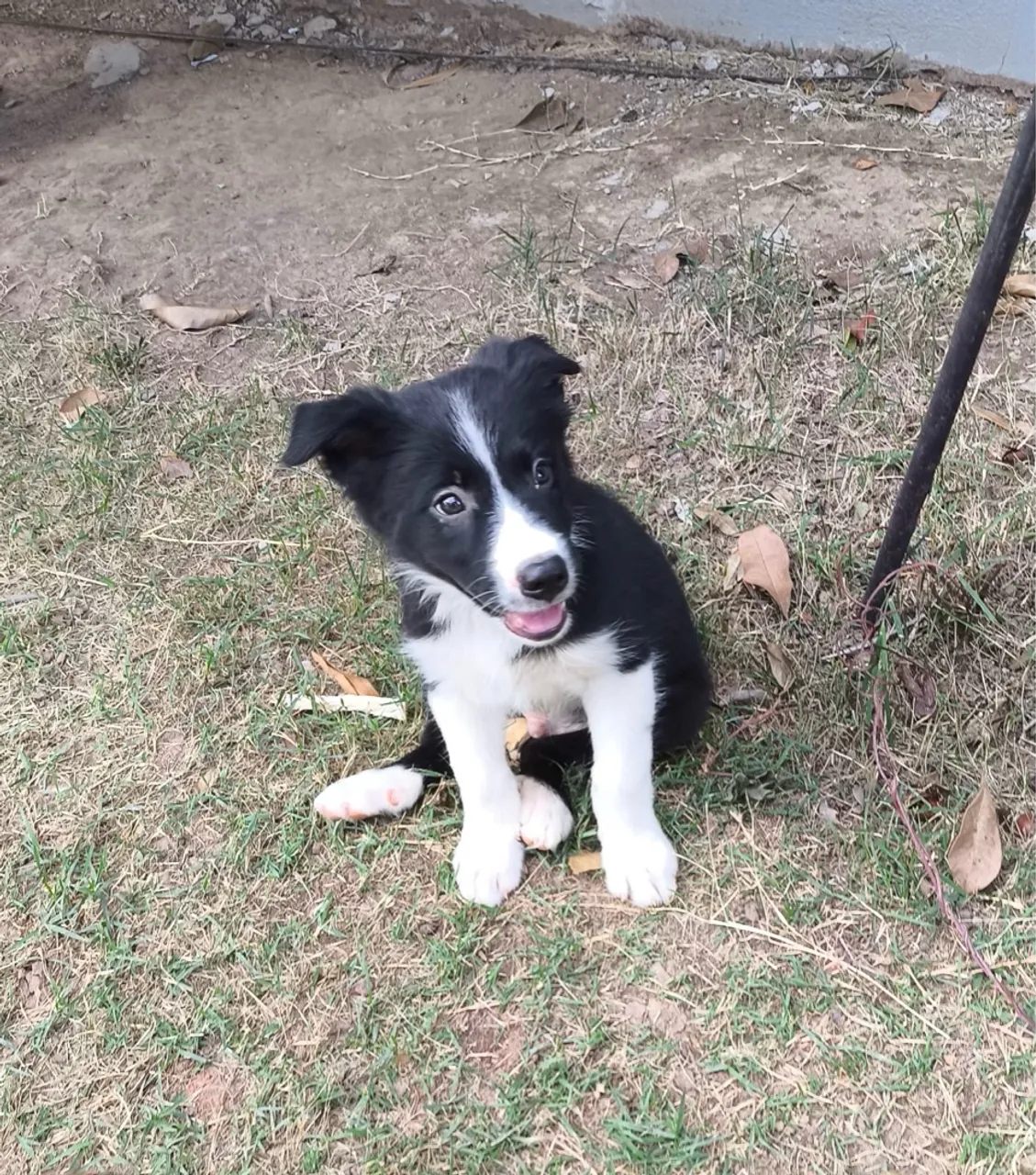 Filhotes macho da raça Border Collie à Venda!