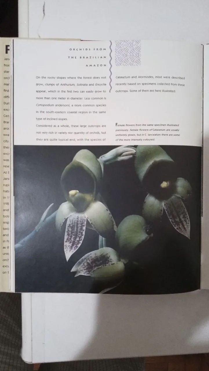 Orchids from the Brazilian amazon - Foto 3