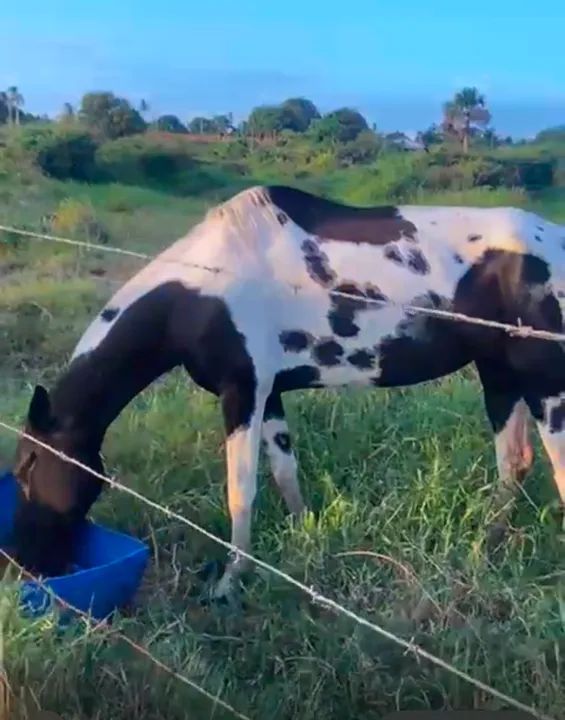 Égua campolina homozigota com registro  - Foto 5