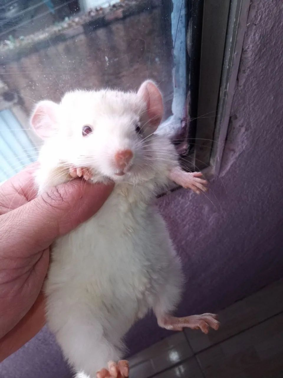 Vendo Lindo Chinchila Pink White Macho Carinhoso
