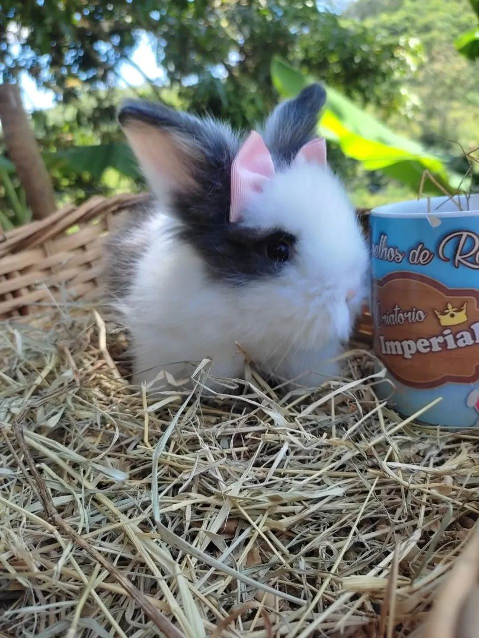 COELHO GIGANTE / MINI / ANÃO - NATAL - Foto 5