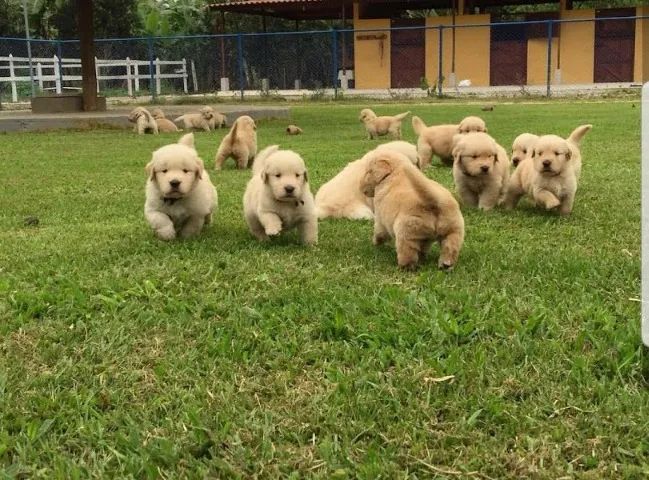 Golden Retriever Deu a Louca na Reborn pets, SUPER PROMOÇÂO Para aquisição imediata  - Foto 4