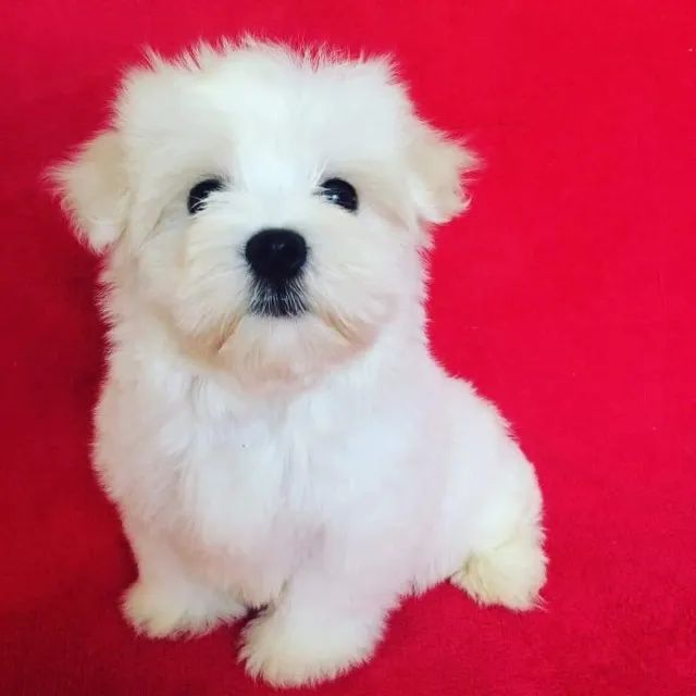 Filhote de Maltês: Beleza e ternura em um só pet!
