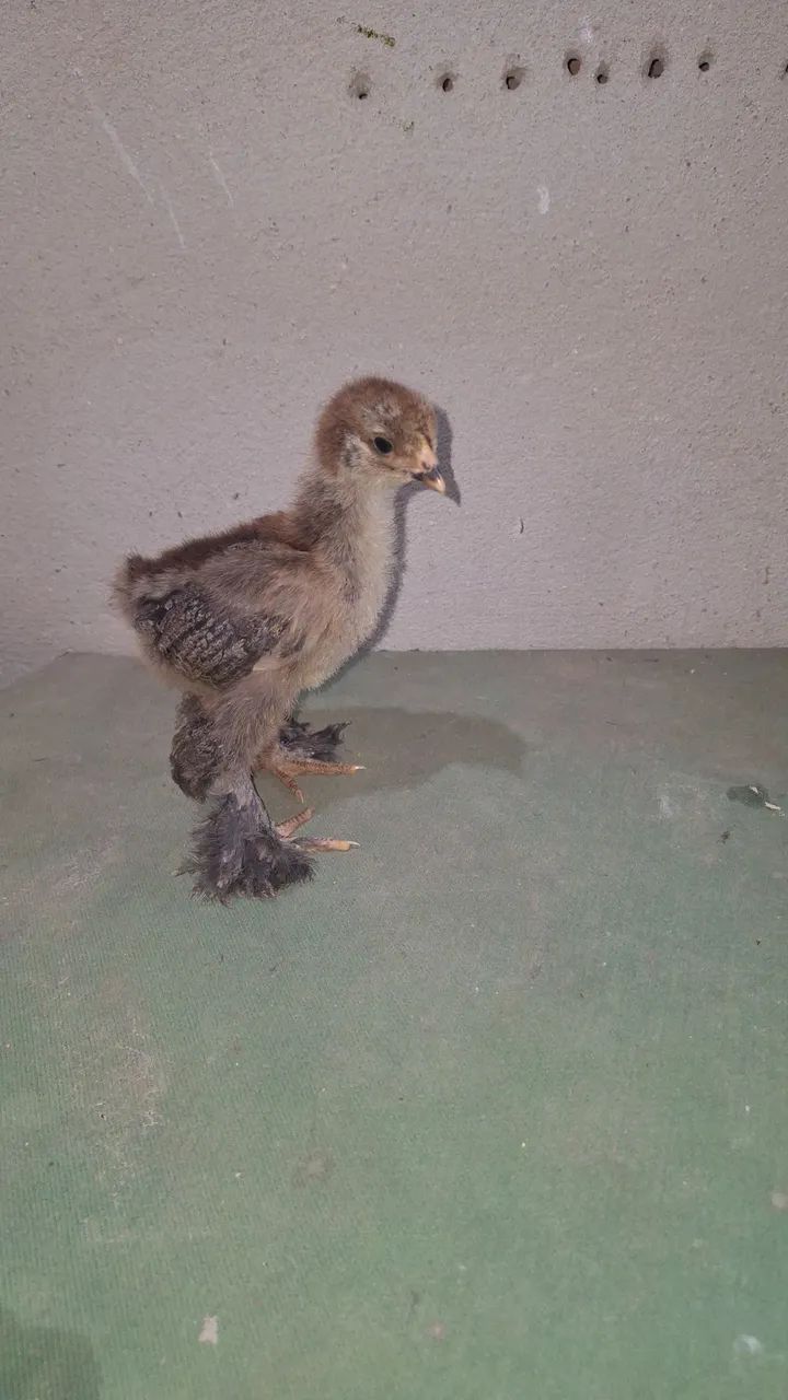 Pintinhos brahma - Foto 2