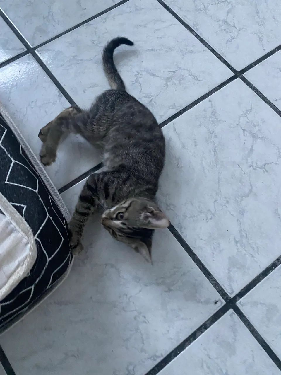 2 gatinhos filhotes  - Foto 2