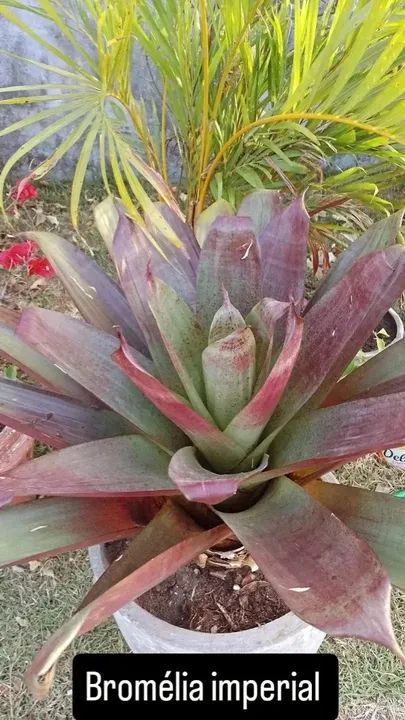 Planta bromélia imperial 