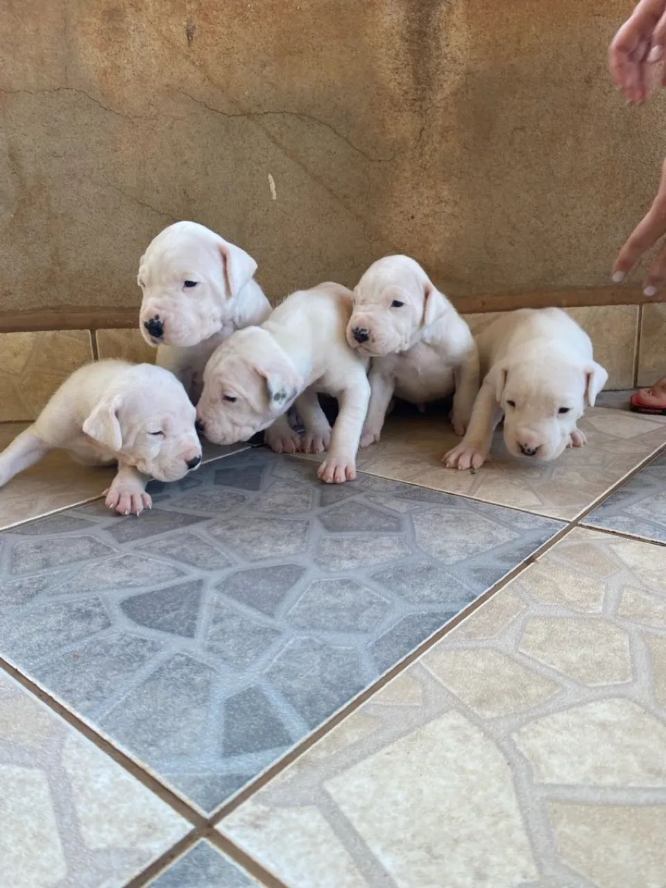 Filhote de Dogo Argentino - Foto 3