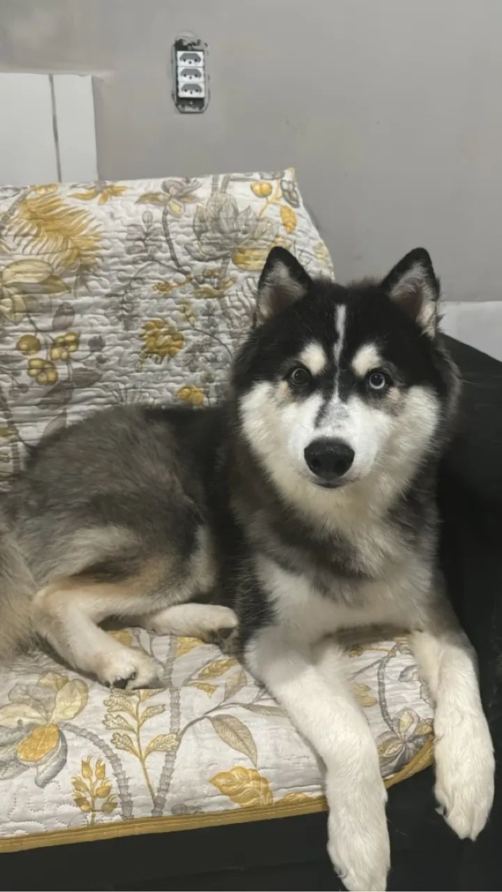 Husky Siberiano para adoção