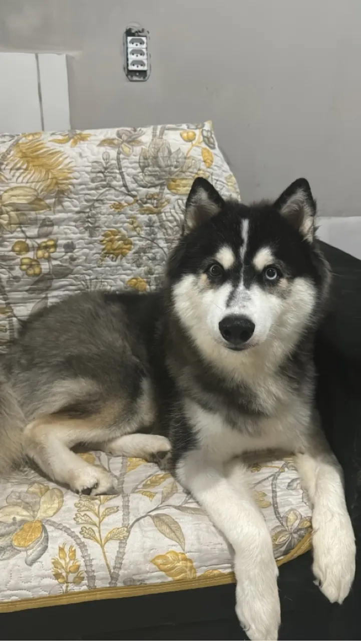 Husky Siberiano para adoção
