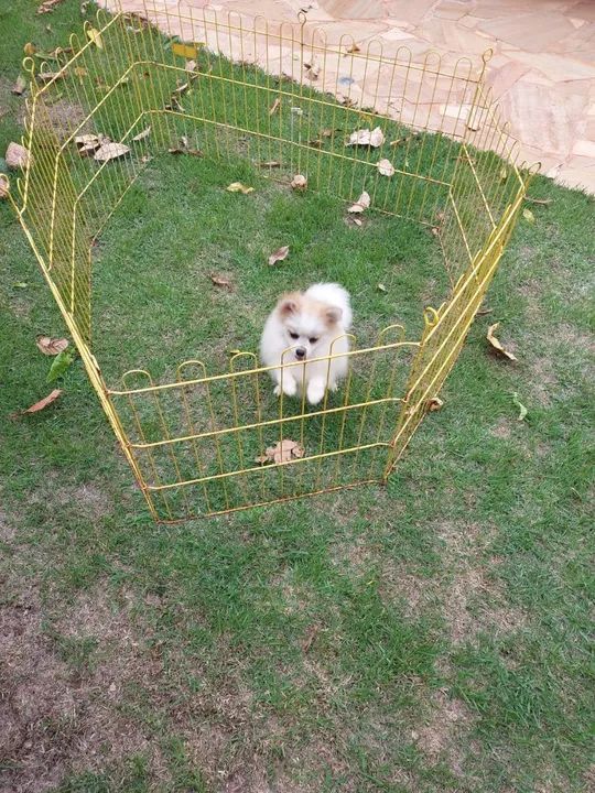 Filhote de Spitz Alemão - Foto 5