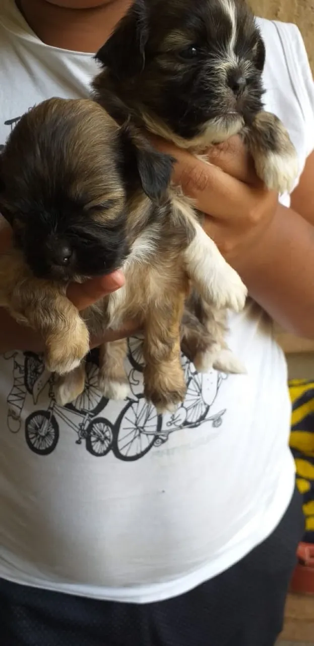 Maltês com ilasa apso zap(85)99990.2592