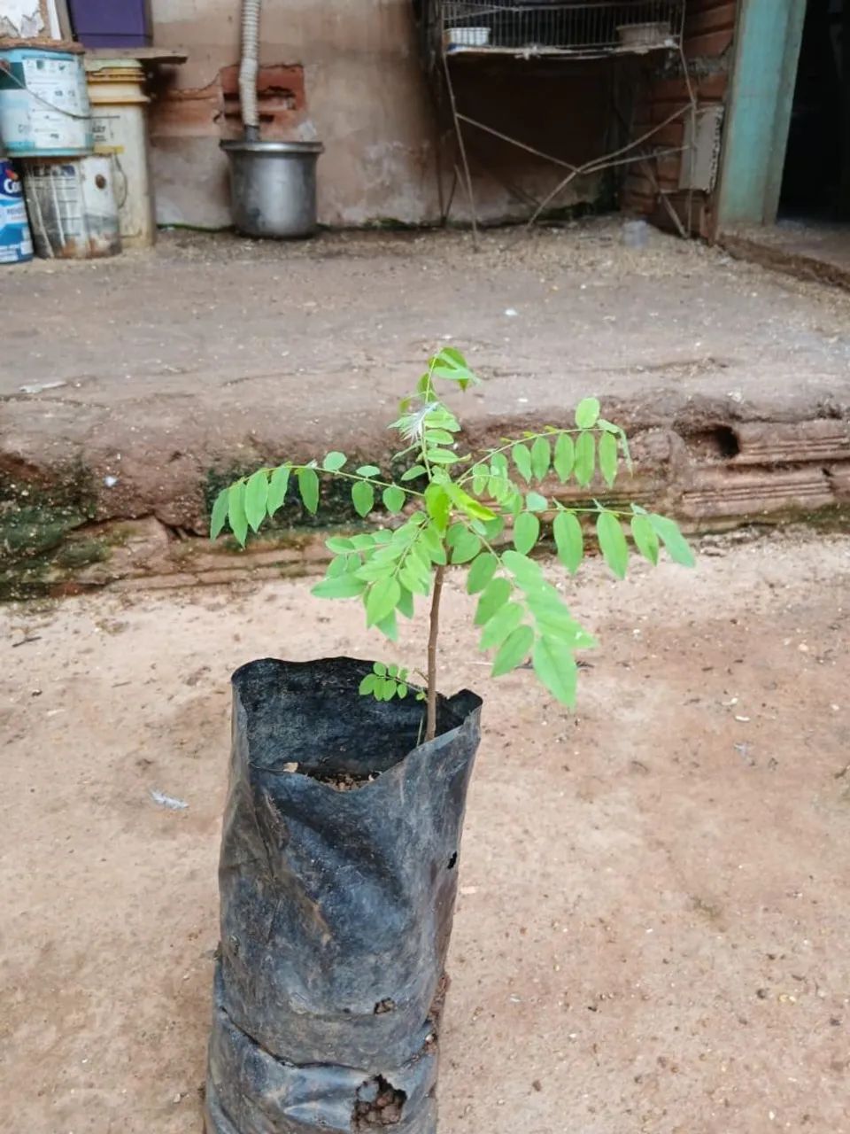 Mudas de limão biri biri  - Foto 3