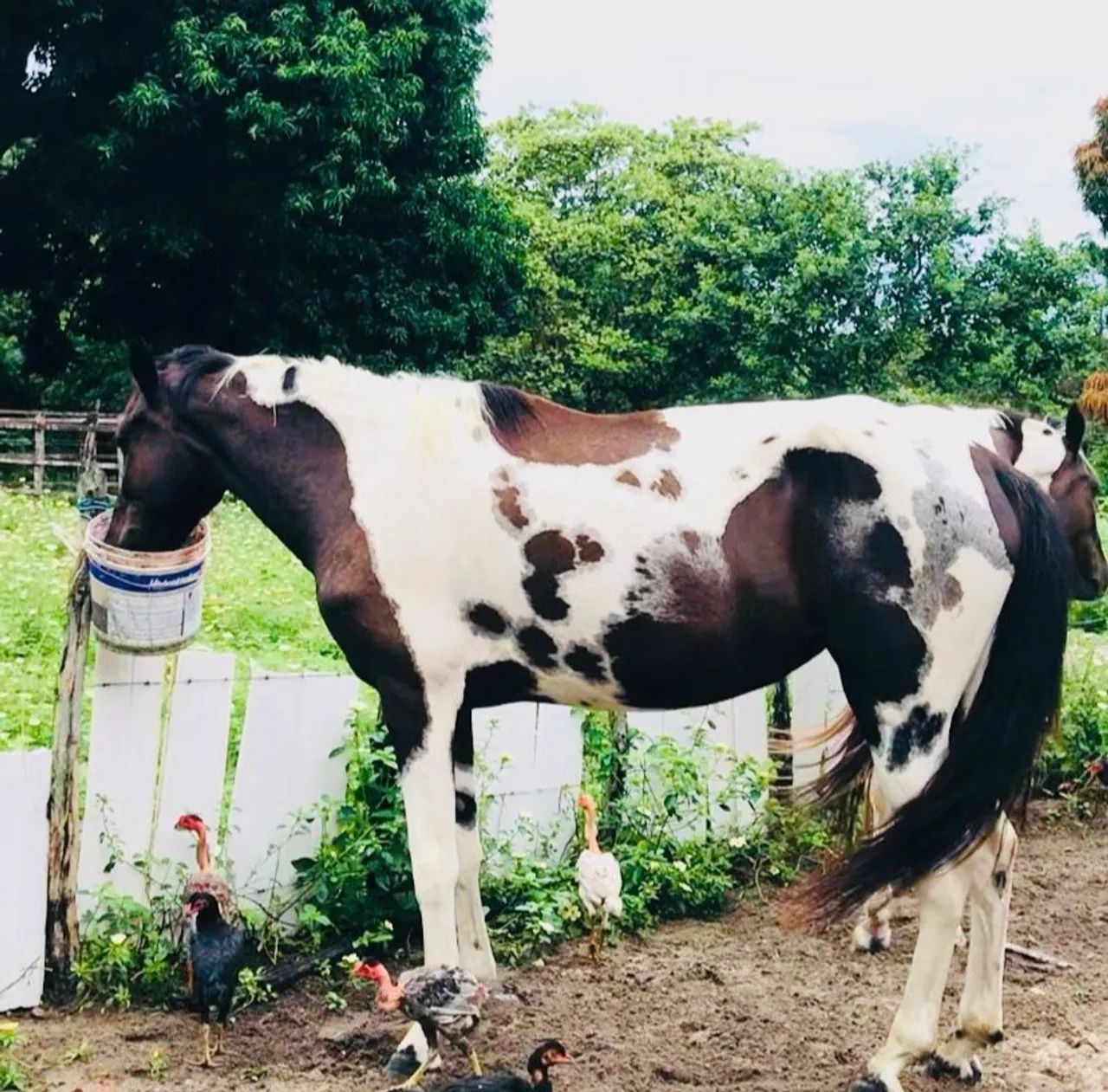 Égua campolina homozigota com registro  - Foto 3
