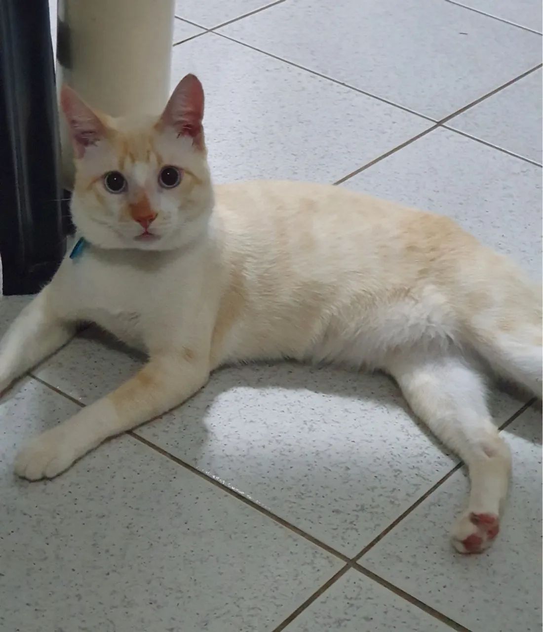 Gatinho perdido - R$ 1000,00 Recompensa! - Foto 4