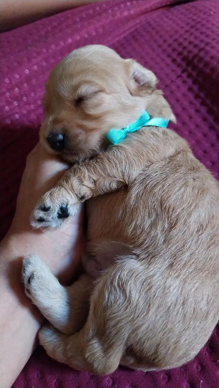 Vendo Filhotes de poodle fêmea 500 macho 400